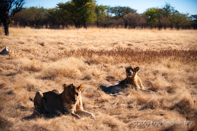 20090611_090230 D3 (1) X1.jpg - Lions at Little Ongava Reserve, a private game area, contiguous with Etosha National Park, Namibia